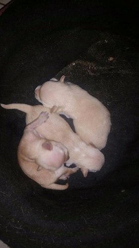 Cachorros De Chihuahua