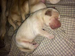 Cachorros De Golden Retreiver 100% Puros 