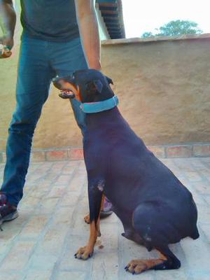 Cachorros Doberman Padres A La Vista