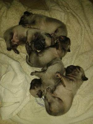 Cachorros Pug Carlino