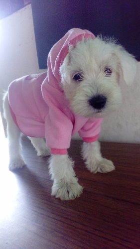 Cachorros Schnauzer Blancos