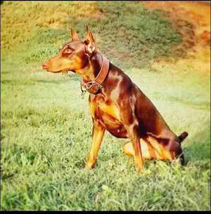 Doberman Hembra Busca Novio