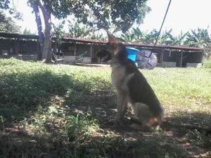 Excelente Cachorra De Pastor Alemán