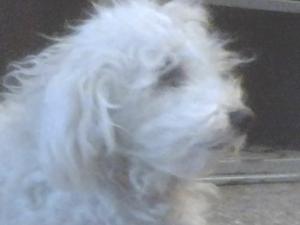 Poodle Mini Toy Macho Para Monta O Cria Busca Novia