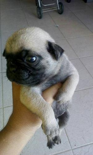 Pug Carlinos