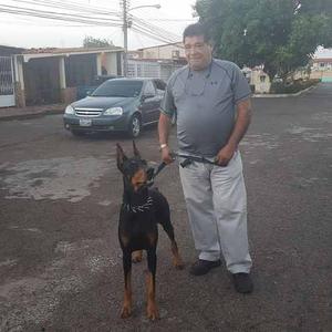 Se Ofrece Doberman Macho Para Monta