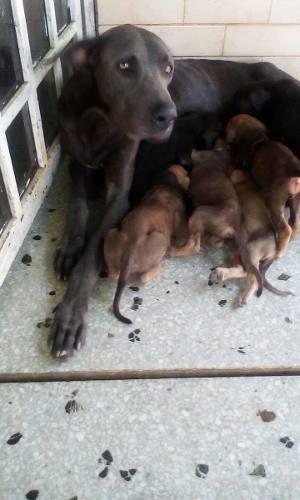 Cachorros Fila Brasileros Puros Madre Y Padre Gigante