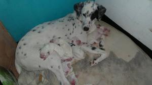 Dalmata A La Venta