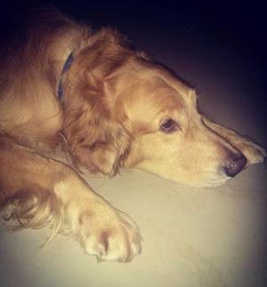 Golden Retriver En Adopcion