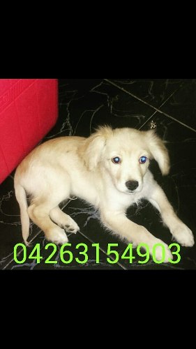 Se Da En Adocion Cachorro Mestizo De Golden