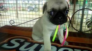 Tienda Virtual Cualquier Raza Pug