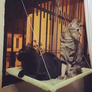 Hamaca Para Gatos, Arena Para Gatos, Ventanas Camita Perro