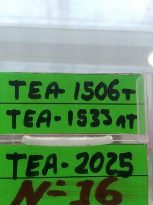 Tea t Y Tea at Superficiales.