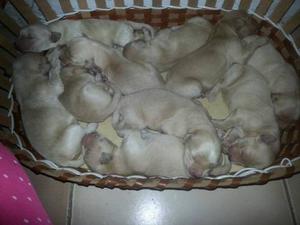Cachorros Golden Retriever Nacieron El 1 De Oct 