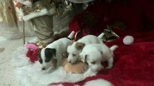 Cachorros Jack Russell Patas Cortas