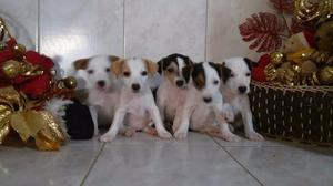 Cachorros Jack Russell Terrier