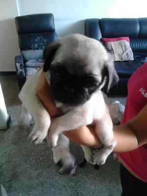 Cachorros Pug Carlino