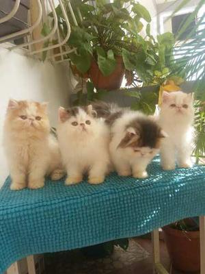 Bellos Gatos Persas Extremos