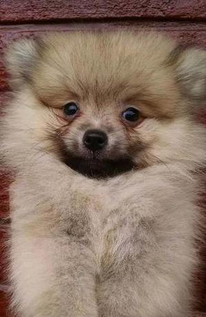 Cachorro Pomerania Lulu 100% Puros