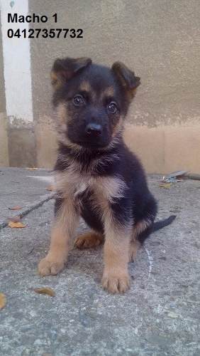 Cachorros Pastor Aleman