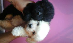 Cachorros Poodle Mini Toy Machos Negro Y Blanco