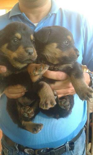 Cachorros Rottweilers Padre Con Pedigree