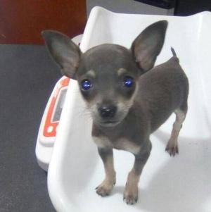 Chihuahua Miniatura Gris 3meses