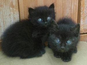 Gatitos En Adopción. Son Hermosos Y Cariñosos