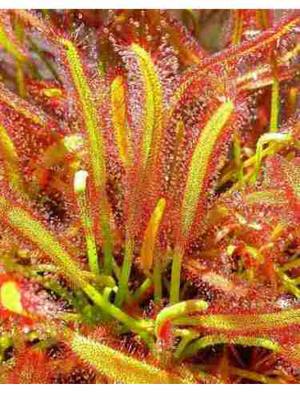 10 Semillas Planta Carnivora Drosera Capensis