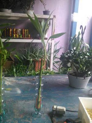 Lucky Bambu De 30cm