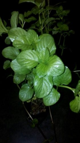 Plantas De Menta Y Hojas Frescas