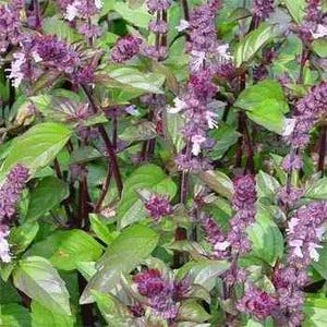 Semillas Plantas Flores Jardin Albahaca Morada