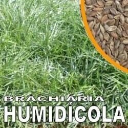 Guia De Humidicola+mulato Ii+ Guinea+ Envio