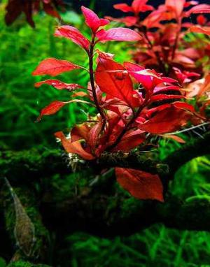 Ludwigia Sp Mini Súper Red Plantas Para Acuario