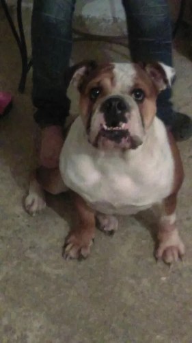 Adopto Bulldog Para Que Le Haga Compañia A Mi Perrita