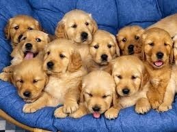 Adopto Cachorros De Razas Medianas O Grandes!