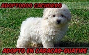 Adopto Poodle ! Adopto En Caracas