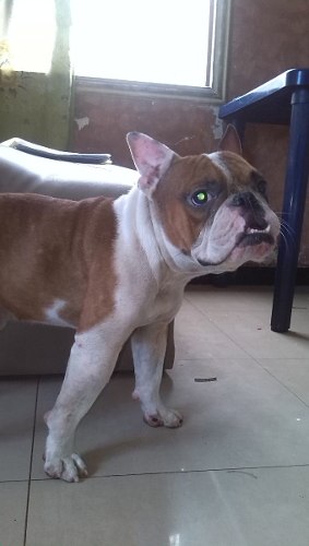 Buldog Frances De 11 Meses