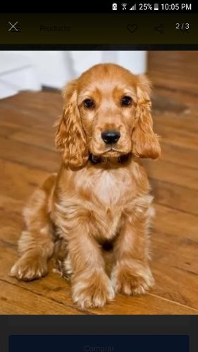 Busco Cocker Spaniel