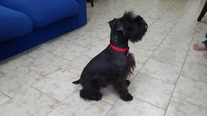 Cachorro Hembra Schnauzer Negro Sin Registro Pedigree