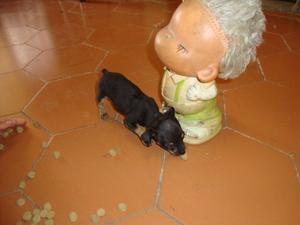 Cachorro Mini Pincher Miniatura