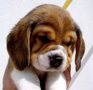 Cachorros Beagle Con Pedigree