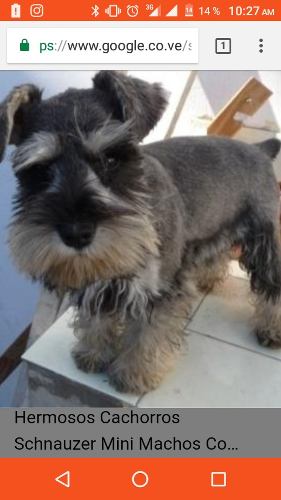 Cachorros Machos Schnauzer