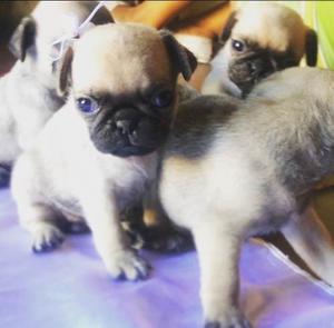 Cachorros Pug Carlino