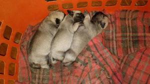 Cachorros Pugs Carlino, Mama Con Pedigree