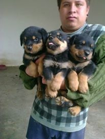 Cachorros Rottweilers Padre Con Pedigree
