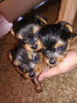 Cachorros Yorkshire Terrier Miniaturas