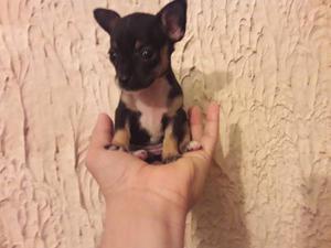 Chihuahua Super Minuatura Fcv - Pedigrí (hembra)