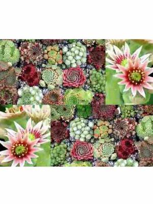 10 Semillas De Cactus Sempervivum Mix Importadas De Usa