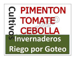 Kit Aprende Cultivo Pimentón, Cebolla Y Tomate.
